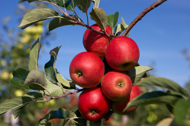 Appel close up